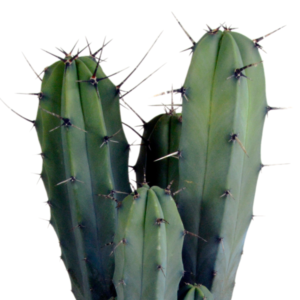 Myrtillocactus geometrizans 17 cm - zonder pot