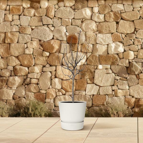 Ficus Carica on stem - 225 cm - ø40