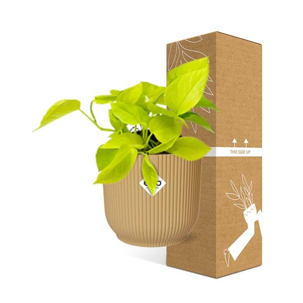 Epipremnum Pinnatum &