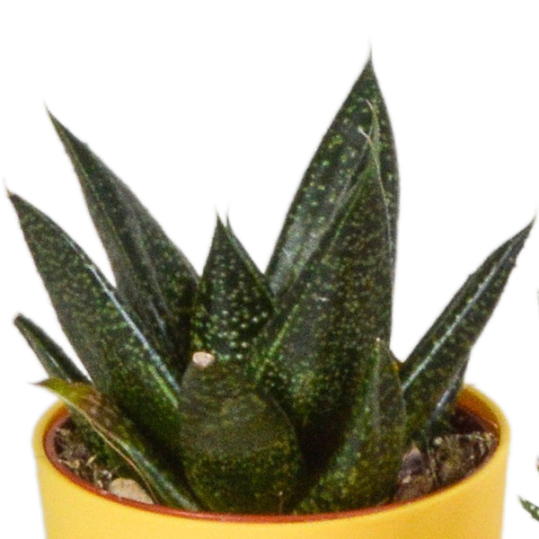 Gasteria/Haworthia mix 5,5cm - 5x - in gekleurde plasticpot