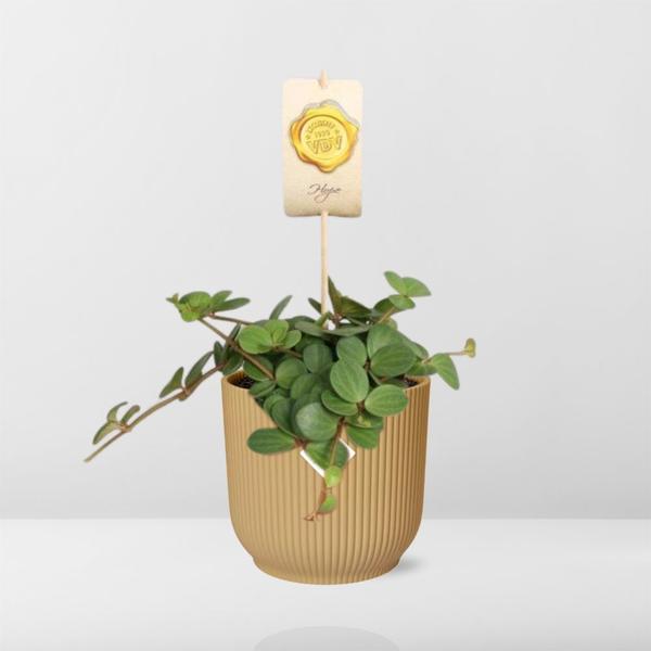 Peperomia &