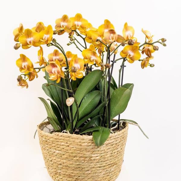 Oranje Orchideeënset in Reed Basket inclusief Waterreservoir