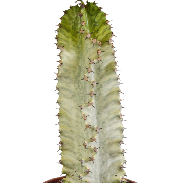 Euphorbia marmorata 17 cm