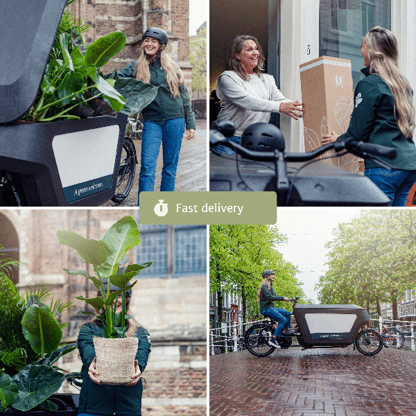 Diervriendelijke Plantenbox bevat vier prachtige kamerplanten