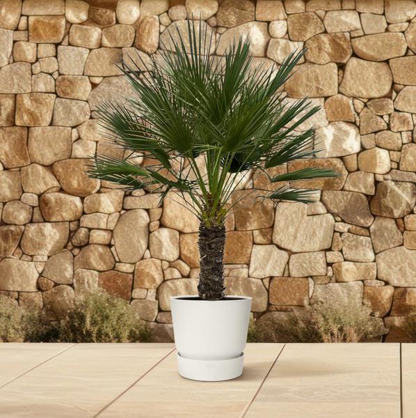 Arecaceae - Chamaerops Humilis op Stam