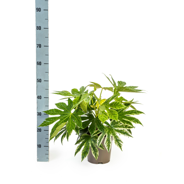 Fatsia Japonica Spider&