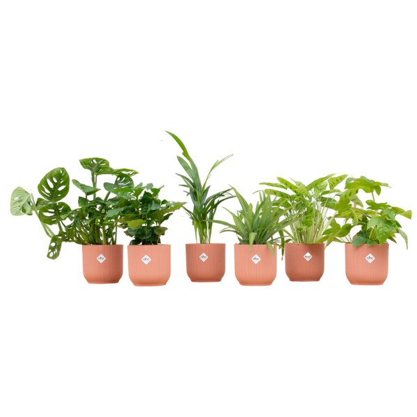 Surprise box – Mix of 6 beautiful houseplants including pink decorative pot
