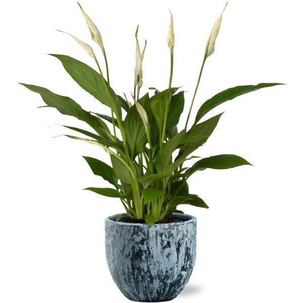 Spathiphyllum Bingo Cupido - Ø12cm - ↕45cm + Sem Pot D14x13cm - Blauw