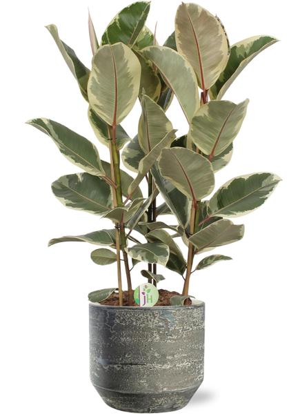 Ficus Tineke - Ø27cm - ↕85cm + Lars Pot D29x26cm - Grijs