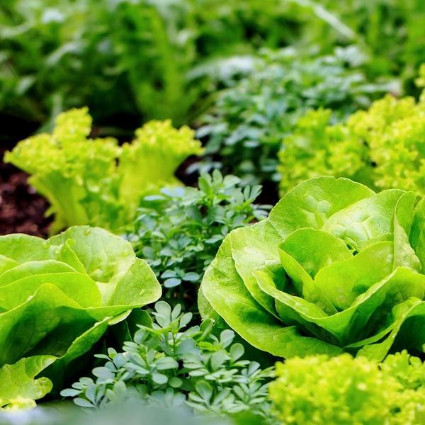 Biologische Moestuingrond 40 liter met 100 dagen voeding