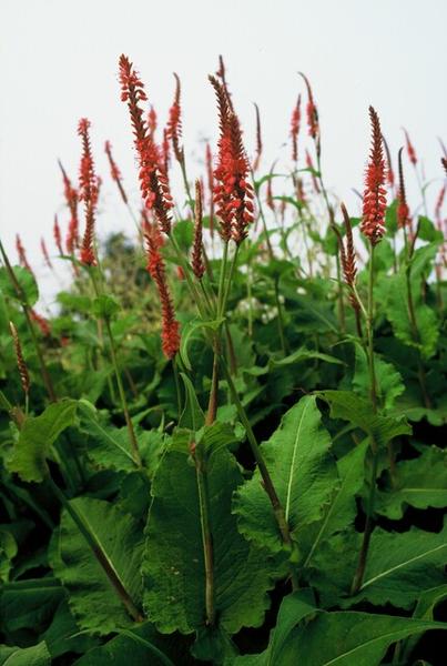 Persicaria amplexicaulis - ↕10-25cm - Ø9cm - 6x
