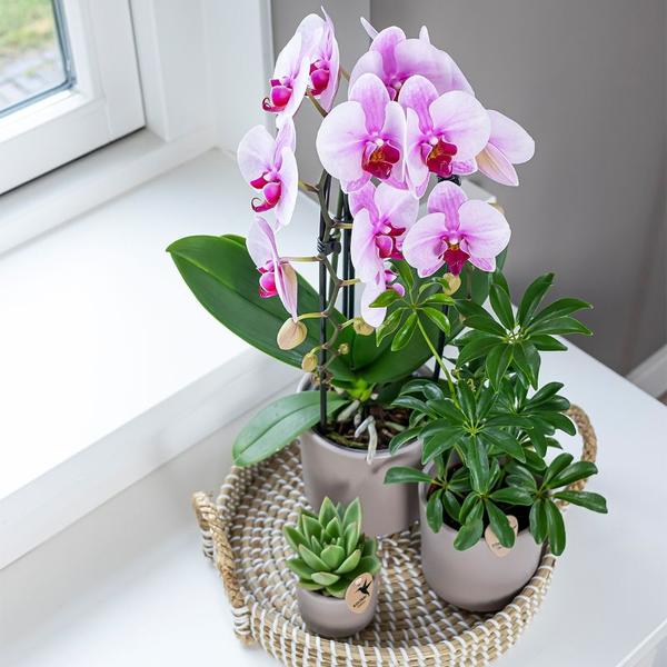 Kolibri Orchids | roze Phalaenopsis orchidee - Niagara Fall - potmaat Ø9cm | bloeiende kamerplant - vers van de kweker