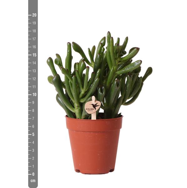 Kolibri Greens | Groene plant - Succulent Crassula Hobbit - groene kamerplant - vers van de kweker - Ø9cm