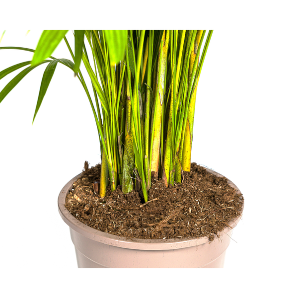 Dypsis lutescens Ø27cm - ↕160cm