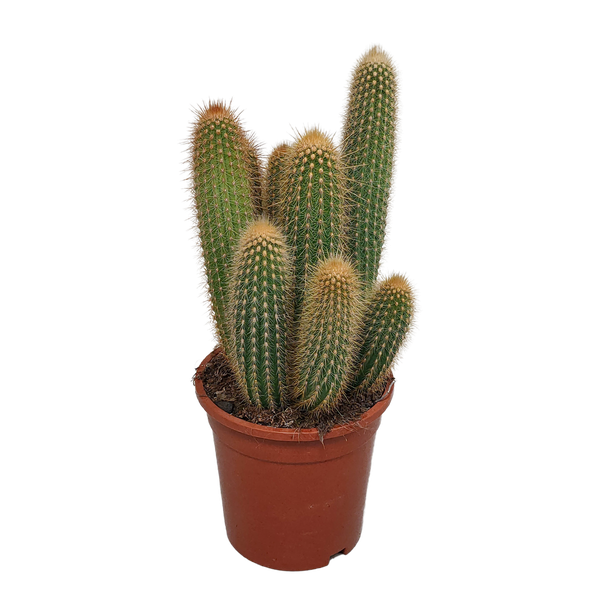 Vatricania guentheri 17 cm - zonder pot