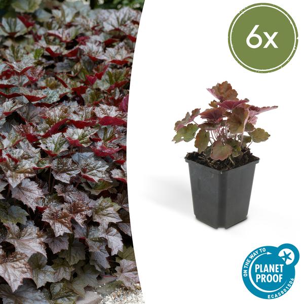 Heuchera mic. &