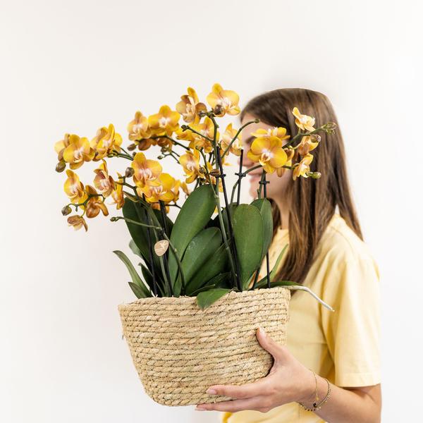 Oranje Orchideeënset in Reed Basket inclusief Waterreservoir