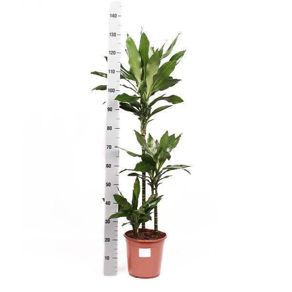 Dracaena Janet Lind Ø24cm ↕120cm in Boule OLIVE pot