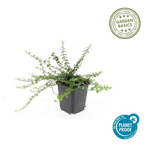 Euonymus fort. &