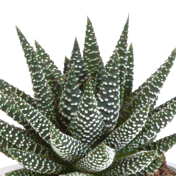 Gasteria/Haworthia mix 8,5cm - 3x - in Mexicaanse pot