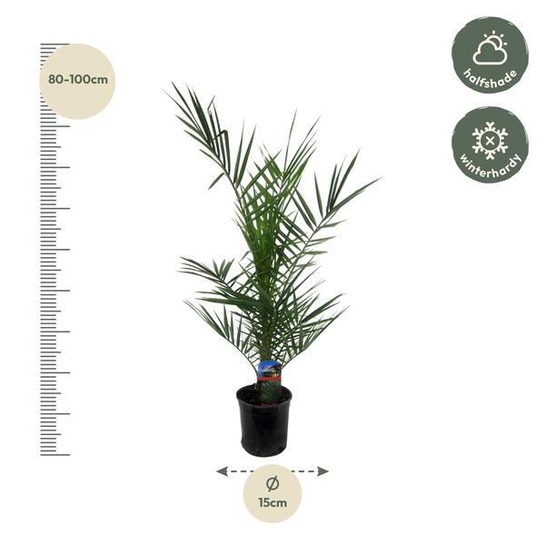 Arecaceae - Phoenix Canariensis
