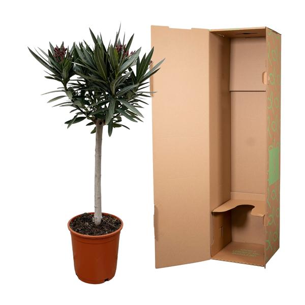 Nerium Oleander auf Stiel mit weißer Blüte – 90 cm – Ø22