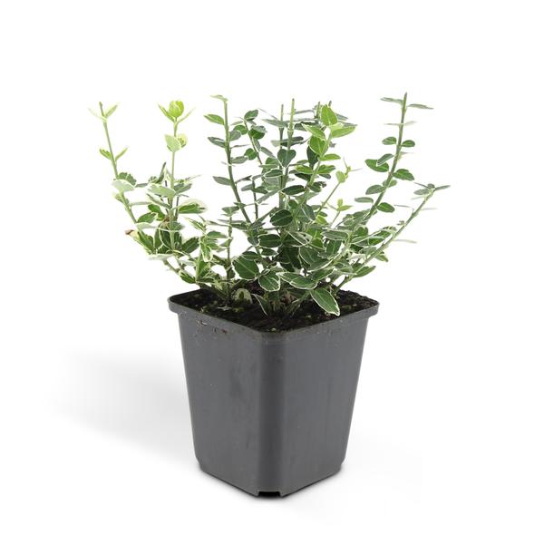 Euonymus &