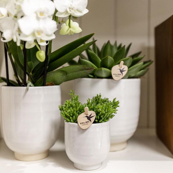 Glazed bloempot witte keramieken sierpot met glans 12 cm