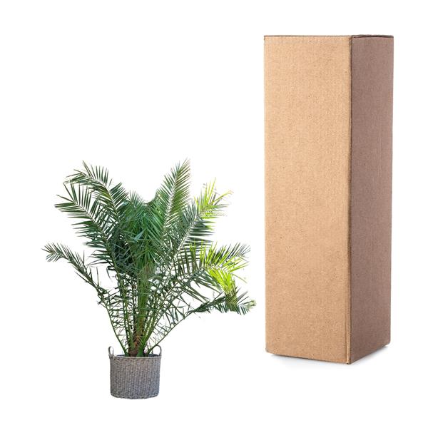 Phoenix Canariensis – 300 cm – ø40