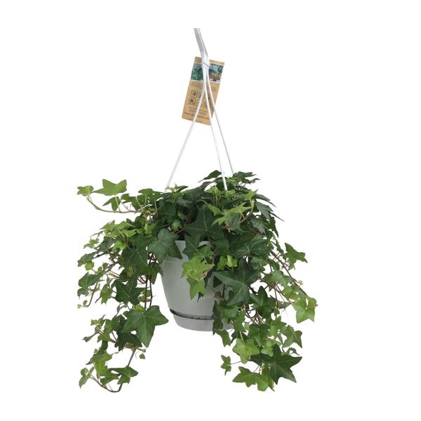Hedera Helix Green - Hanging Pot White / Basic - Ø17cm - ↕cm