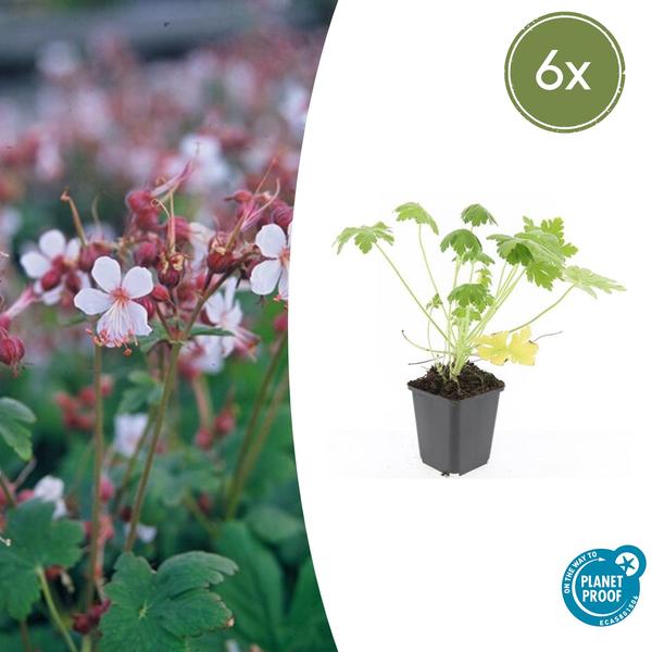 Geranium macr. &