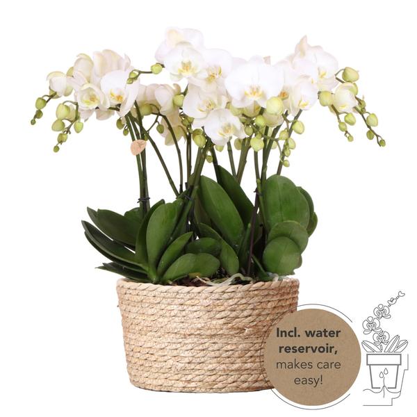 Witte Orchideeënset Mono Bouquet in Reed Basket inclusief Waterreservoir