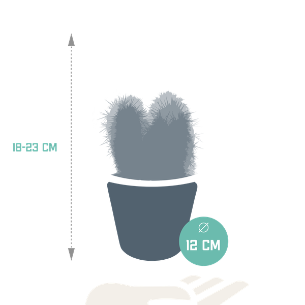 Cereus mix 10,5cm - 3x - in witte pot