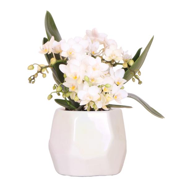 Witte Orchidee Nazaré met Pearl sierpot