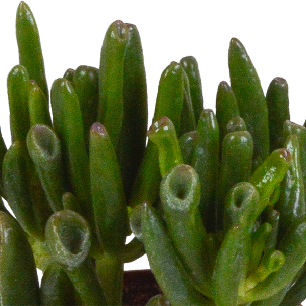 Crassula mix 8.5 cm - zonder pot - 3x