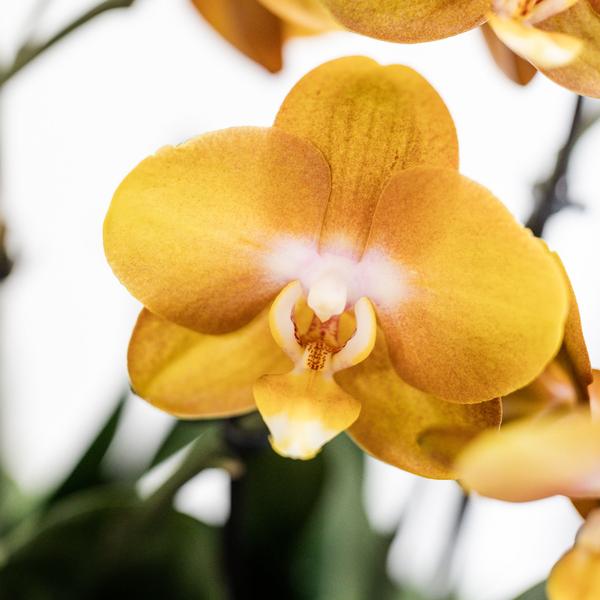 Oranje Orchideeënset in Reed Basket inclusief Waterreservoir