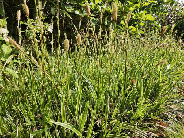Carex morrowii &