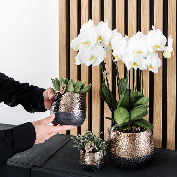 Elite pot copper 12 cm