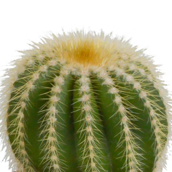 Bolcactus mix 8,5 cm | 3 stuks - in terracotta pot
