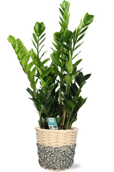 Zamioculcas - Ø21cm - ↕100cm + Lexi Pot D23x21cm - Grijs