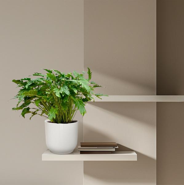 Philodendron Xanadu - 80 cm - Ø27