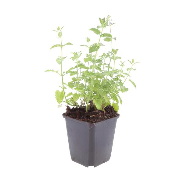 Nepeta &