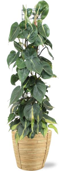 Philodendron Scandens Brasil - Ø24cm - ↕120cm + Bibek Pot D26x26cm - Naturel
