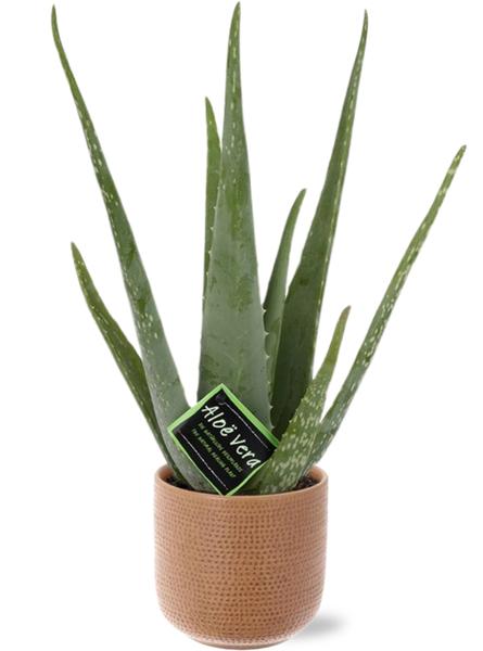 Aloe Vera - Ø12cm - ↕40cm + Aresso Pot D13x12,5cm - Bruin
