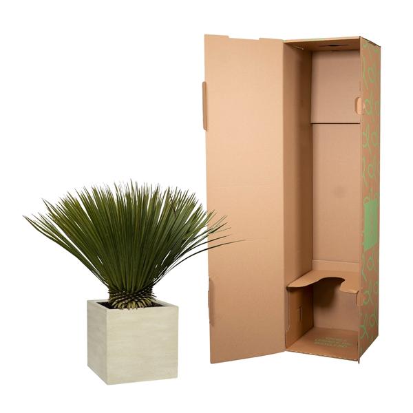 Yucca Rostrata – 80 cm – Ø27
