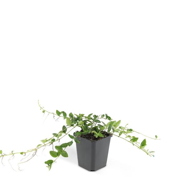 Vinca minor &