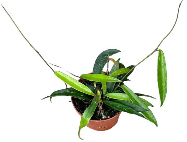 Hoya Minibelle - Ø10,5cm - ↕10cm