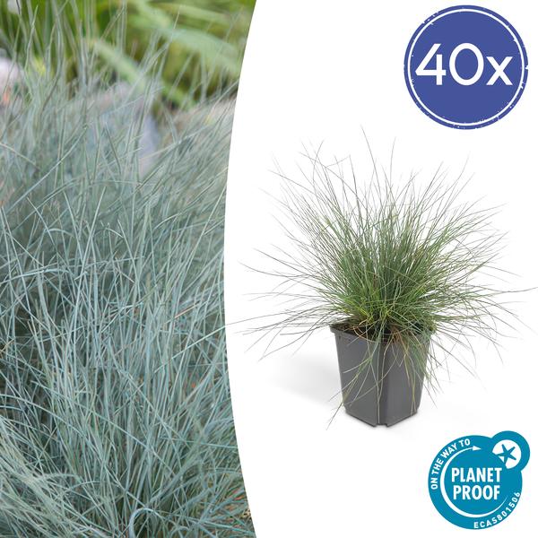 Festuca glauca &