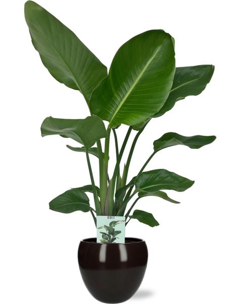 Strelitzia Nicolai - Ø19cm - ↕90cm + Bowl Pot D19/21x18,5cm - Zwart