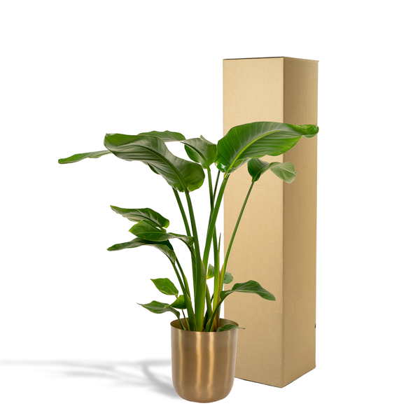 Strelitzia Nicolai - Ø19cm - ↕90cm + Pot Mayk Gold